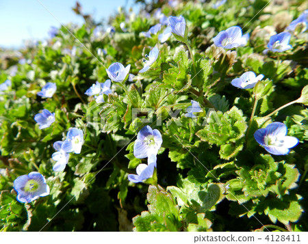 Ooouinunnguri (big dog scrotum) 4128411