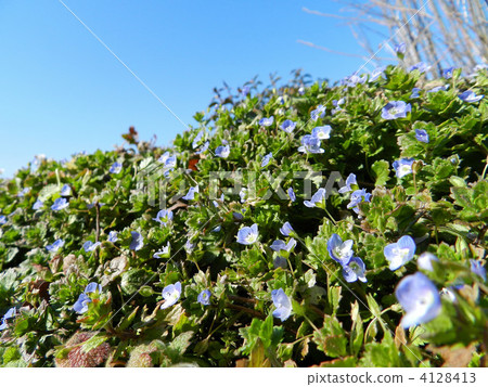 Ooouinunnguri (big dog scrotum) 4128413