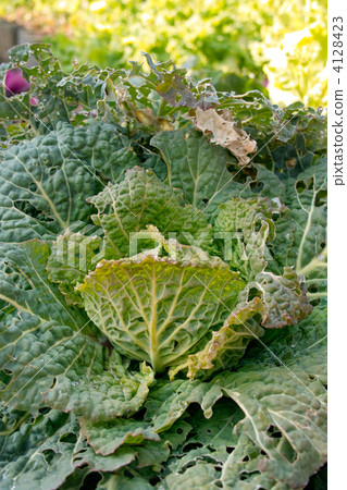 蠕蟲白菜 4128423