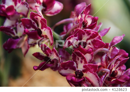 orchid, bloom, blossom 4128623