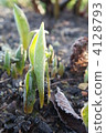 Sprout 4128793