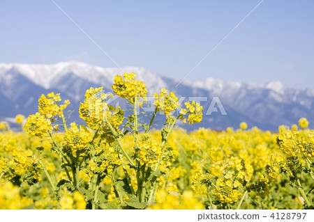 Rape blossoms along Lake Biwa 4128797