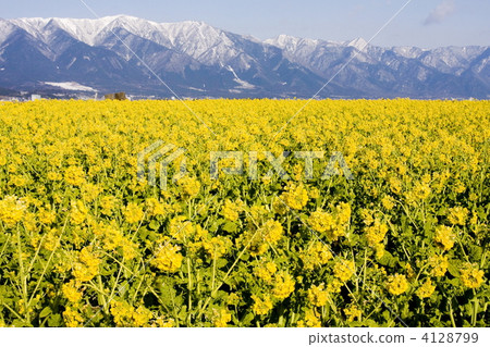 Rape blossoms along Lake Biwa Rape blossoms along Lake Biwa 4128799