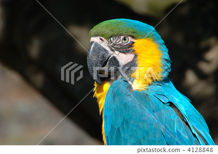 金剛鸚鵡 4128848