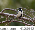 Great tit 4128942