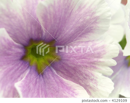 報春花·Obconica 4129109