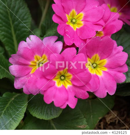 Primula Julien 4129125