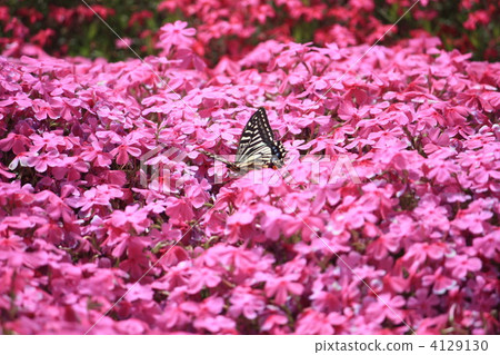 Butterfly in moss slurry Butterfly in moss slurry 4129130