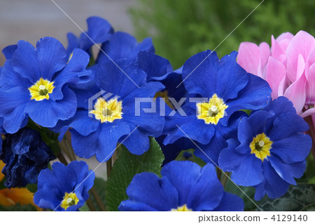 Primula Julien and cyclamen Primula Julien and cyclamen 4129140
