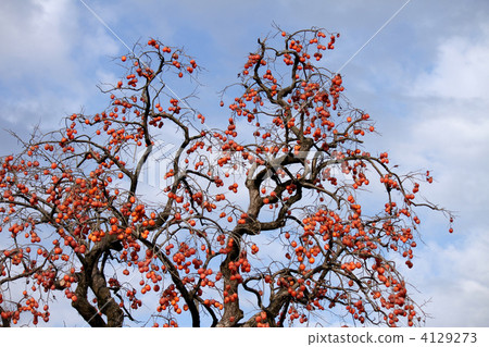 Persimmon tree Persimmon tree 4129273