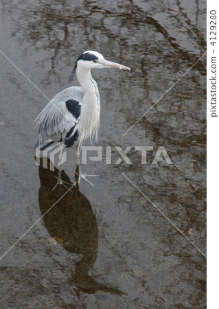 Ao-sashi of Lake Biwa canal 4129280