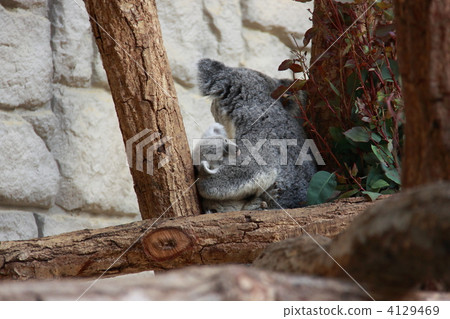 terrestrial animal, koala bear, koala 4129469