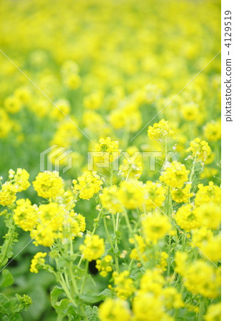 早春的油菜田 早春的油菜田 4129519