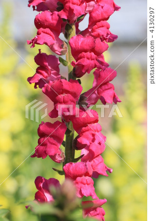 金魚草 植物 植物學 4130297