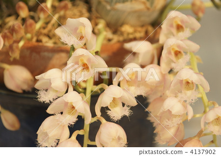 western orchids, bloom, blossom 4137902