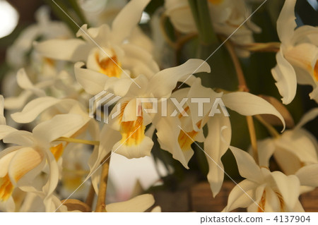 coelogyne, western orchids, bloom 4137904
