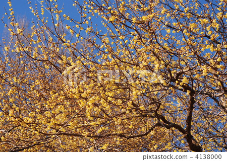 Rovai of Chichibu Hokkaido 4138000