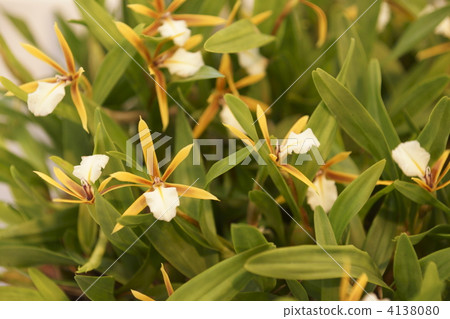epidendreae, bloom, blossom 4138080