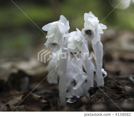 像鬼一樣鬼 像鬼一樣鬼 4138082