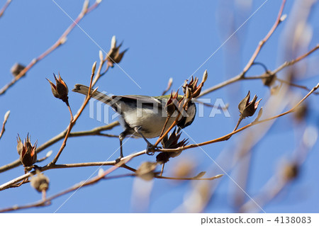 大山雀 4138083