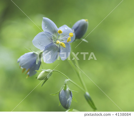 稀有花卉Murasaki Hanashinobu 稀有花卉Murasaki Hanashinobu 4138084