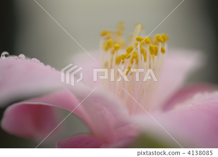 山茶花的美妙氛圍 4138085