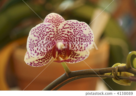 蝴蝶蘭 白蝴蝶蘭 花朵 4138089