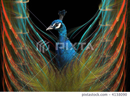 孔雀 鳥兒 鳥 4138090