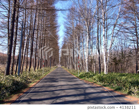 White birch and pine nurseries 4138211
