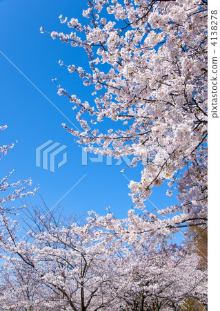 藍天和櫻花 4138278