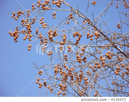 Momiji公共汽車Kakenoki 4138472