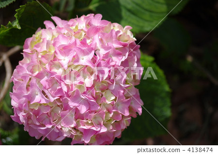 西方繡球 4138474