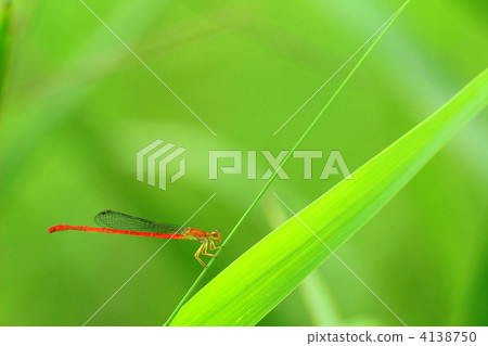 Beniteitombo Beniteitombo 4138750