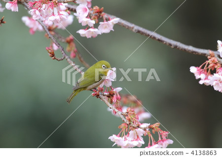 冷櫻花和白尾鹿 冷櫻花和白尾鹿 4138863