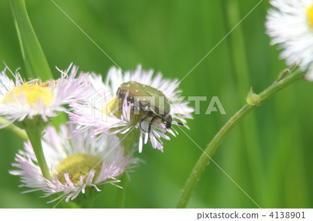 Cetoniinae Cetoniinae 4138901
