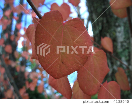 楓樹 紅楓 楓葉 4138940