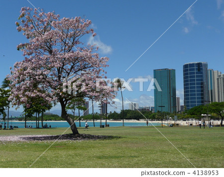 Pinkkoma Pinkkoma 4138953