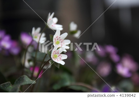 雪种族 雪种族 4139042