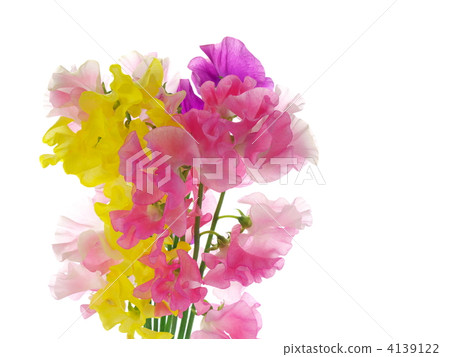 Bouquet of sweet pea Bouquet of sweet pea 4139122