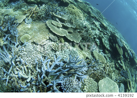 珊瑚 海底 海底的 4139192