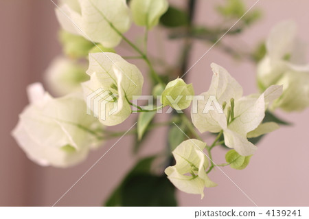 白色九重葛 白色九重葛 4139241