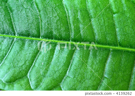 Pakira's vein 4139262