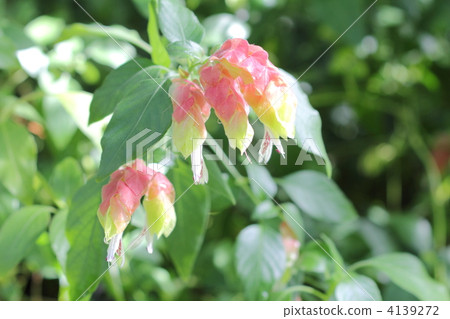 小蝦花 小蝦花 4139272