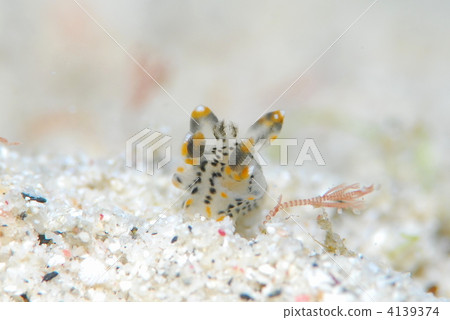 海參 海參 4139374