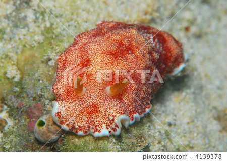 Nuushi Nuushi 4139378