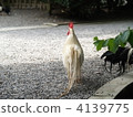 chicken, grand shrine at ise, livestock 4139775