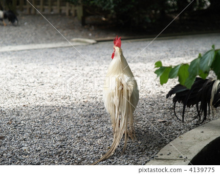 chicken, grand shrine at ise, livestock 4139775
