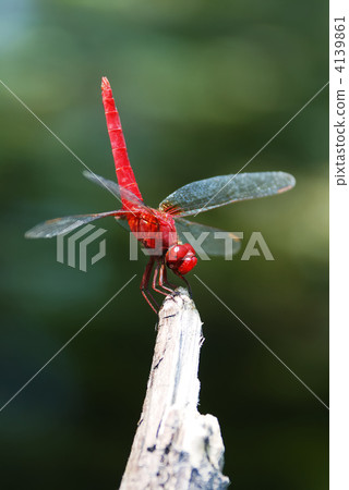 少女蜻蜓 4139861