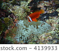 番茄海葵魚 銀蓮花 海葵 4139933