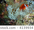 番茄海葵魚 銀蓮花 海葵 4139934